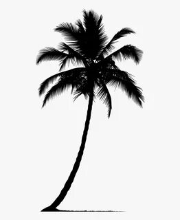 Arecaceae Silhouette Tree - Silhouette Palm Tree Png, Transp