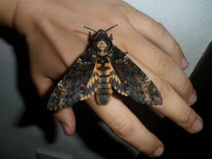 Dead-head 3 Moth tattoo, Atropos, Deaths head moth