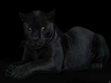 The Black Panther. Panther, Black panther, Panther art