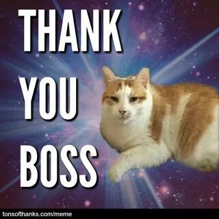 51 Nice Thank You Memes With Cats Thank you boss, Cat memes,