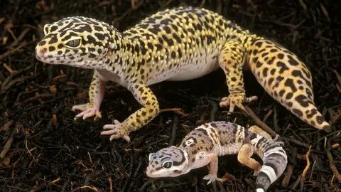 Leopard Gecko Super Lucu Membuat Hewan Peliharaan Yang Hebat