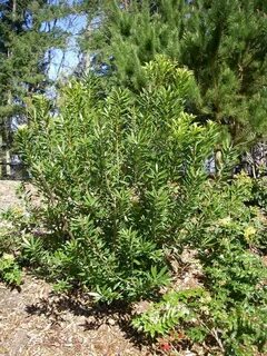 Pacific Wax Myrtle, Morella californica Native Plants PNW