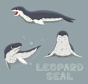 Leopard Seals Сток видеоклипы - iStock