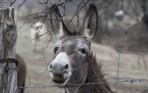 Donkey Picture on Animal Picture Society