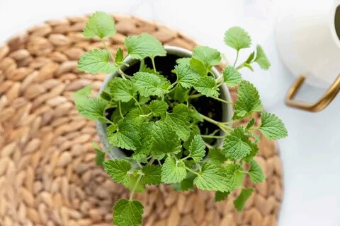 Catnip: Indoor Plant Care & Growing Guide