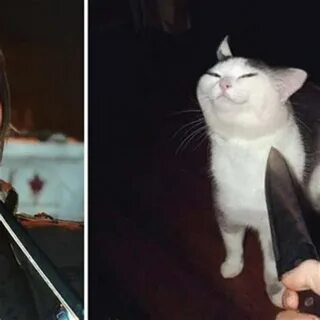 Cat knife Memes
