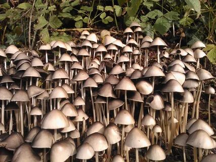 Free Images : nature, wild plant, fungus, earth, agaricus, d