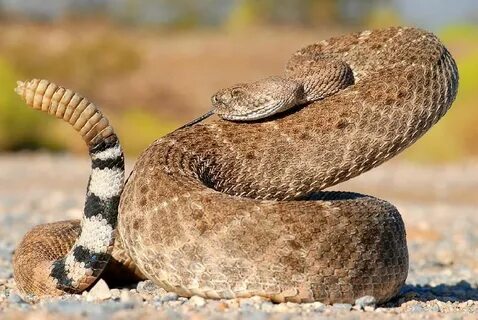 Western Diamond-backed Rattlesnake - Crotalus atrox: Photo b