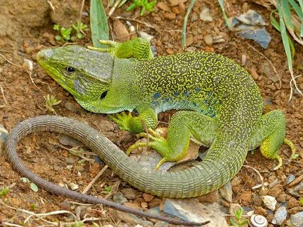 File:Jewelled Lizard (Timon lepidus) male found under a ston