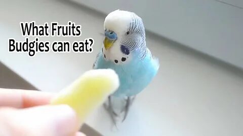 Feed your Budgie with Fresh Fruits What Fruits Budgies can e