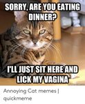 🐣 25+ Best Memes About Annoying Cat Annoying Cat Memes