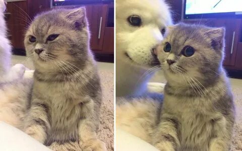 Just look at her eyes after the boop Cute animals, Animals, 