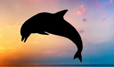 Dolphin Wallpaper For Iphone : HD Wallpapers Download