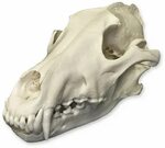 Real Gray Wolf Skull Wolf skull, Animal skulls, Canine skull