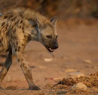 5 Interesting Facts about the Spotted Hyena The spotted Hyen