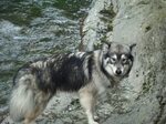 Husky and Wolf Hybrid. Siberian husky, Hybrid dogs, Beautifu