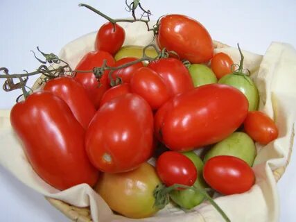 Green and red plum tomatoes free image download