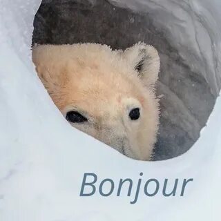 The French Polar Bear's following on SoundCloud - Listen to 
