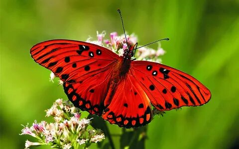 Life in Metaphor Red butterfly, Butterfly wallpaper, Butterf