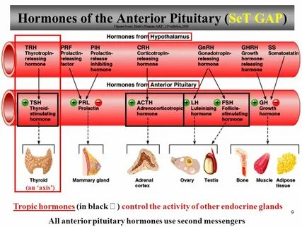 Anatomy and Physiology Part 2: Hormone Control; Pituitary Gl