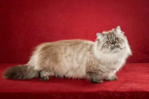 short legged persian cat Online Shopping