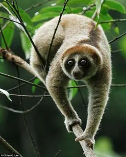 Cute... but poisonous: New species of slow loris found in ju