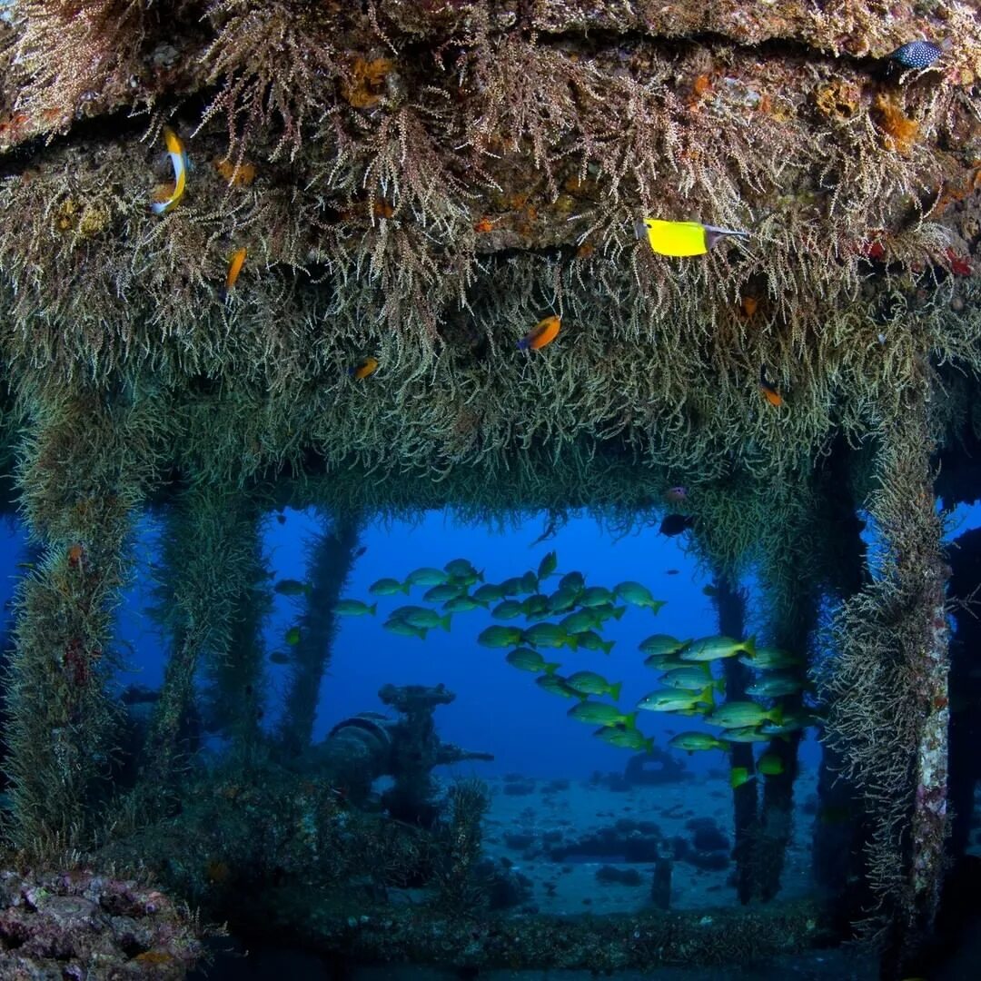 Reefs edge dota фото 33