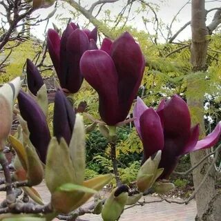 Magnolia Black Tulip ® Jarmag1 - Arbuste compact à fleurs no