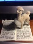 #writing llama #amwriting - Clark Knowles