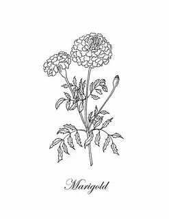 Marigold Drawing - Marigold. Botanical by Masha Batkova - #B