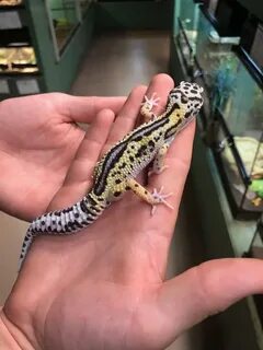 z OUT OF STOCK - LEOPARD GECKO - MACK SNOW Reverse STRIPE