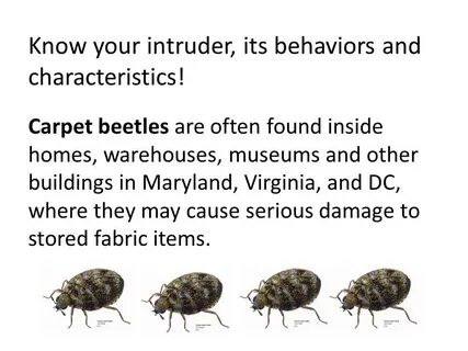 Get Rid Of Carpet Beetles at Cars