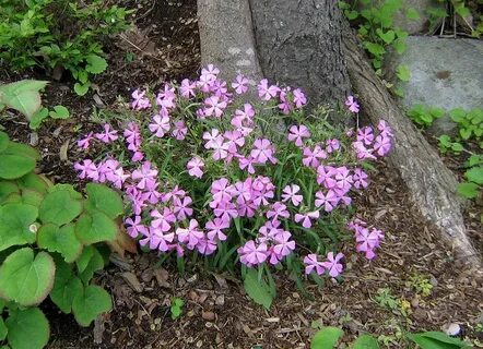 Silene caroliniana ssp. wherryi (Carolina Catchfly) Forum to