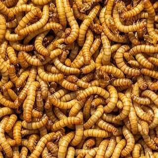 Mealworms For Leopard Geckos - Best Images Hight Quality