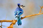 Blue Jay Blue jay bird, Blue jay, Animal symbolism