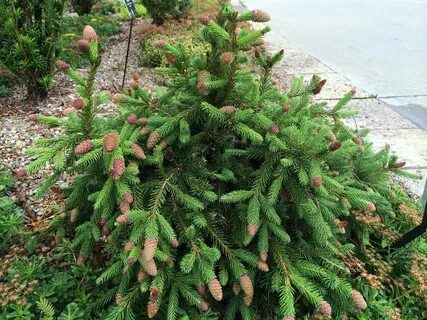 Pusch Norway Spruce Picea abies cultivar that is a dwarf o. 