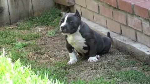 Blue Pitbull Puppies For Sale - Sold - Smokin Blue Pits - Yo