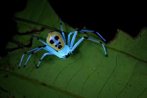 Crab Spider Under Uv Light Photograph by Melvyn Yeo Fine Art