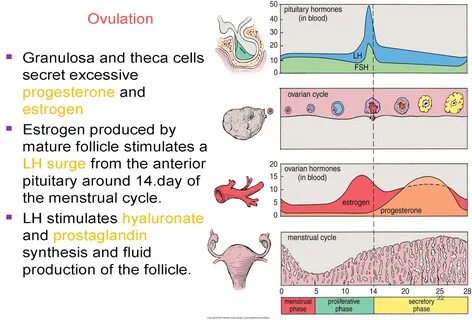 histoloji-embriyoloji notlarım: OOGONIA & OOGENESIS & FOLLICULOGENE...