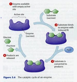 Enzyme Effect - Floss Papers