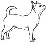 Chihuahua clipart chiwawa, Picture #180135 chihuahua clipart