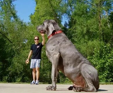 The Pet's Blog: 5 Biggest Dogs Worlds largest dog, Worlds bi