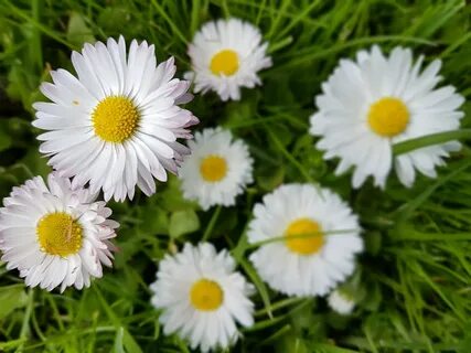 Daisies Flowers Spring - Free photo on Pixabay
