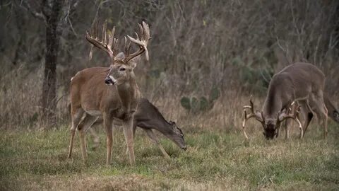 South Texas Whitetail Deer Hunting Four Seasons Ranch