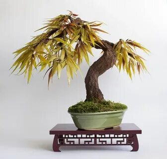 Bonsai Zokei weeping willow Bonsai tree types, Bonsai art, B