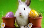 Easter Bunny Desktop Wallpapers (68+ background pictures)