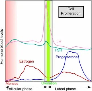 progesterone levels during menstrual cycle chart - Fomo