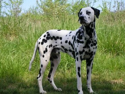 Далматин (Далматинец) - описание породы собаки с фото