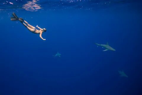 FREE DIVING WITH SHARKS ON THE NORTH SHORE: HolladayPhoto Ph