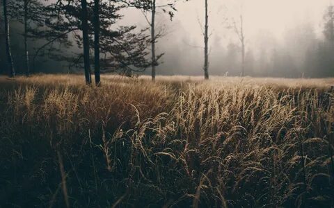 Brown grass field near forest during foggy time HD wallpaper